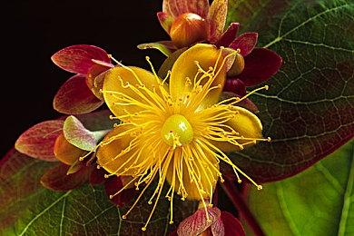 新时代的格斗游戏，走上了一条殊途同归的道路